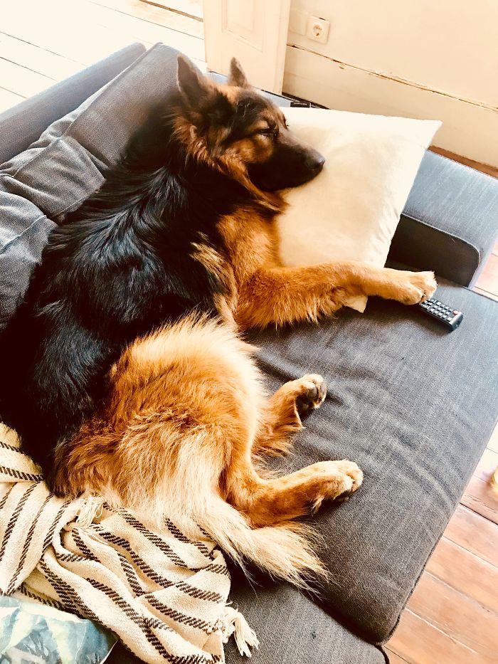 Hey Pandas, Show Us The Cutest Picture Of Your Pet (Closed) Hey Pandas, Show Us The Cutest Picture Of Your Pet (Closed)