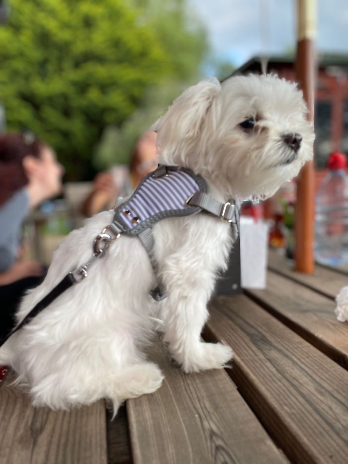 Hey Pandas, Show Us The Cutest Picture Of Your Pet (Closed) Hey Pandas, Show Us The Cutest Picture Of Your Pet (Closed)