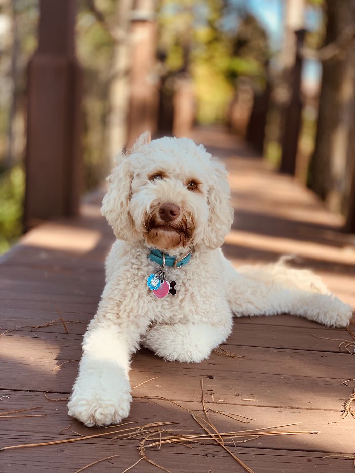 Hey Pandas, Show Us The Cutest Picture Of Your Pet (Closed) Hey Pandas, Show Us The Cutest Picture Of Your Pet (Closed)