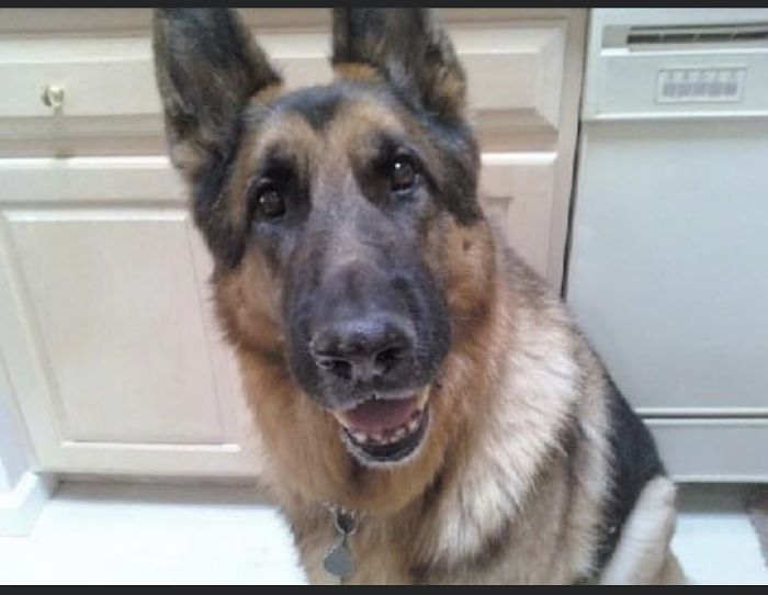 Hey Pandas, Show Us The Cutest Picture Of Your Pet (Closed) Hey Pandas, Show Us The Cutest Picture Of Your Pet (Closed)