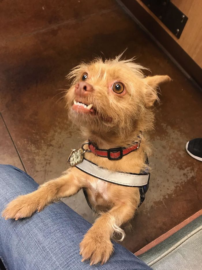 Hey Pandas, Show Us The Cutest Picture Of Your Pet (Closed) Hey Pandas, Show Us The Cutest Picture Of Your Pet (Closed)