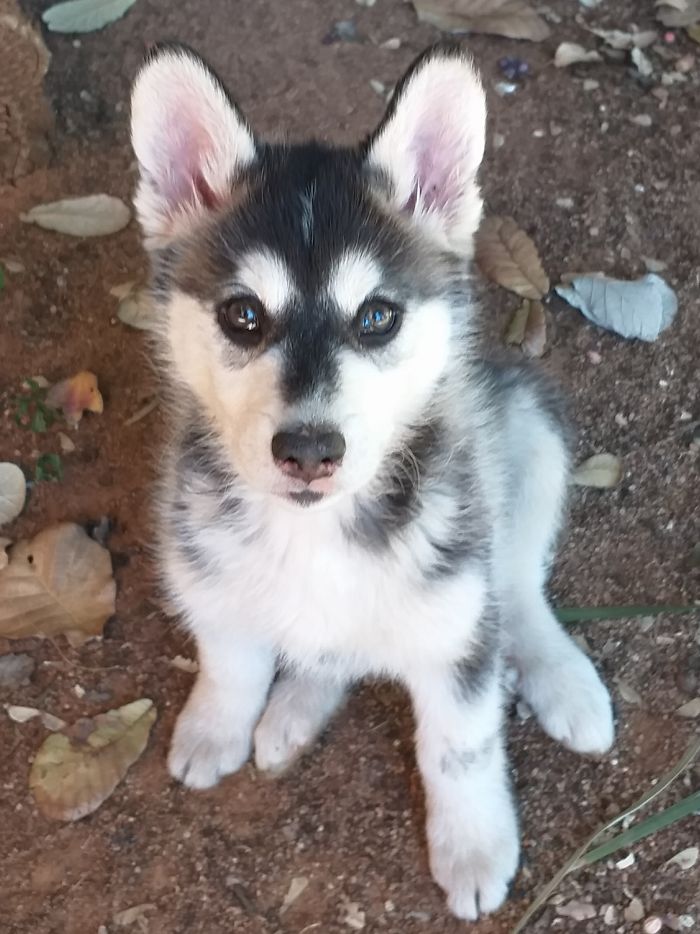 Hey Pandas, Show Us The Cutest Picture Of Your Pet (Closed) Hey Pandas, Show Us The Cutest Picture Of Your Pet (Closed)