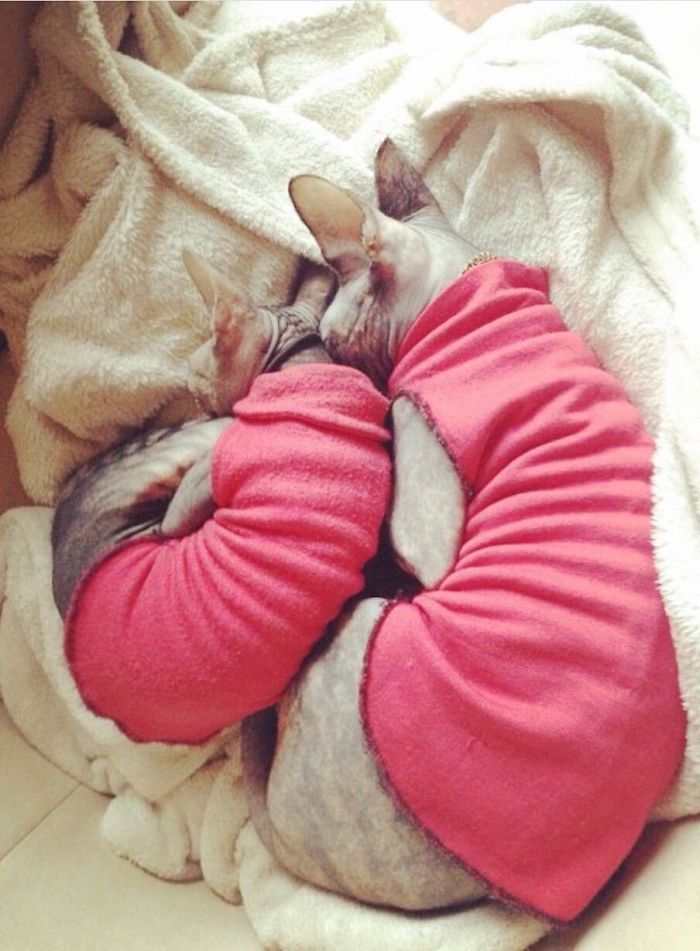 Hey Pandas, Show Us The Cutest Picture Of Your Pet (Closed) Hey Pandas, Show Us The Cutest Picture Of Your Pet (Closed)