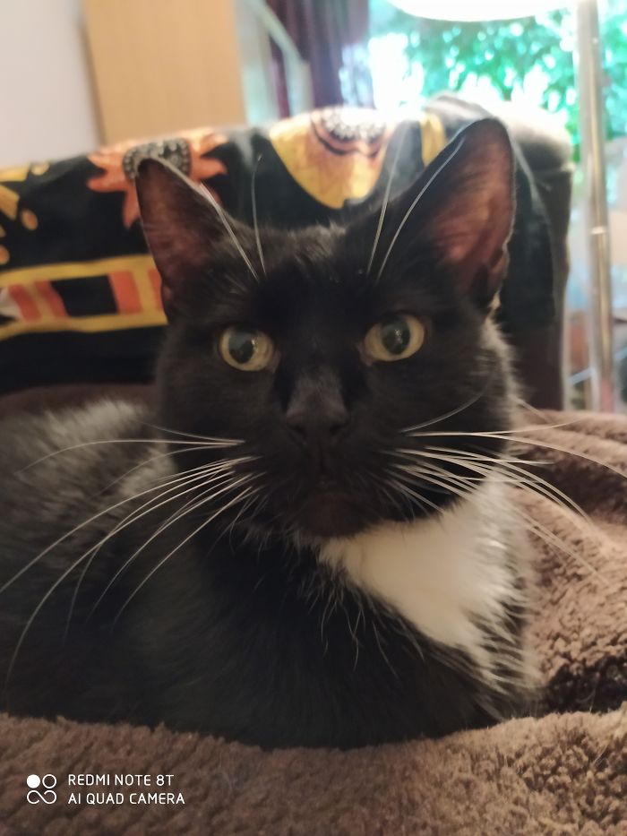 Hey Pandas, Show Us The Cutest Picture Of Your Pet (Closed) Hey Pandas, Show Us The Cutest Picture Of Your Pet (Closed)