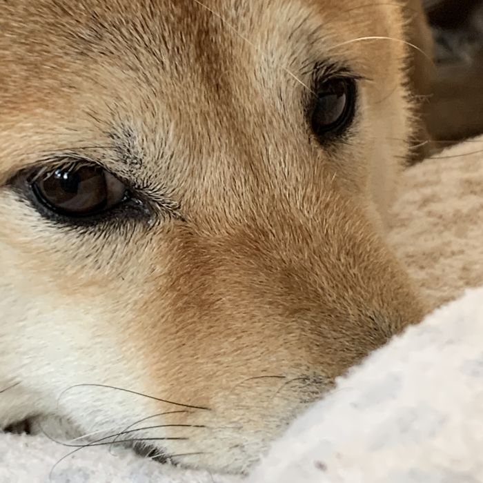 Hey Pandas, Show Us The Cutest Picture Of Your Pet (Closed) Hey Pandas, Show Us The Cutest Picture Of Your Pet (Closed)