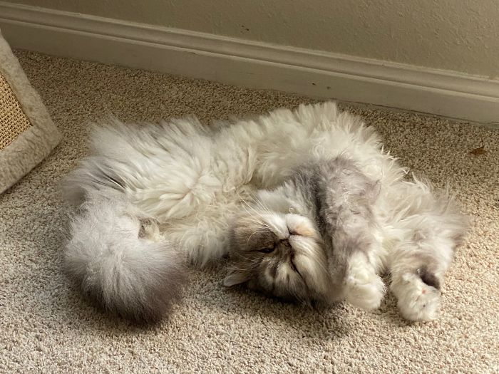 Hey Pandas, Show Us The Cutest Picture Of Your Pet (Closed) Hey Pandas, Show Us The Cutest Picture Of Your Pet (Closed)