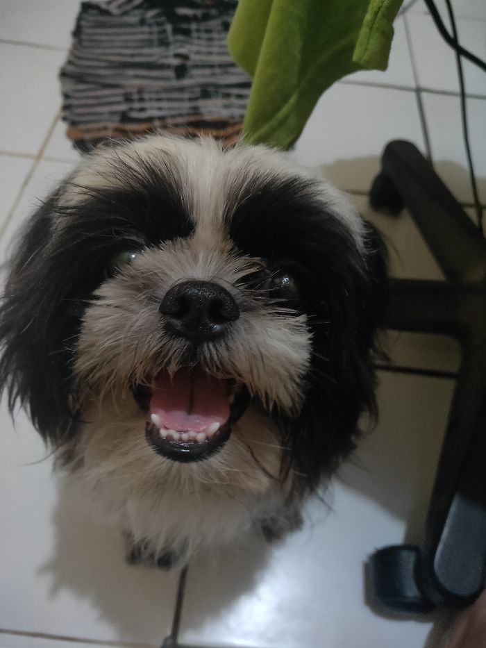 Hey Pandas, Show Us The Cutest Picture Of Your Pet (Closed) Hey Pandas, Show Us The Cutest Picture Of Your Pet (Closed)