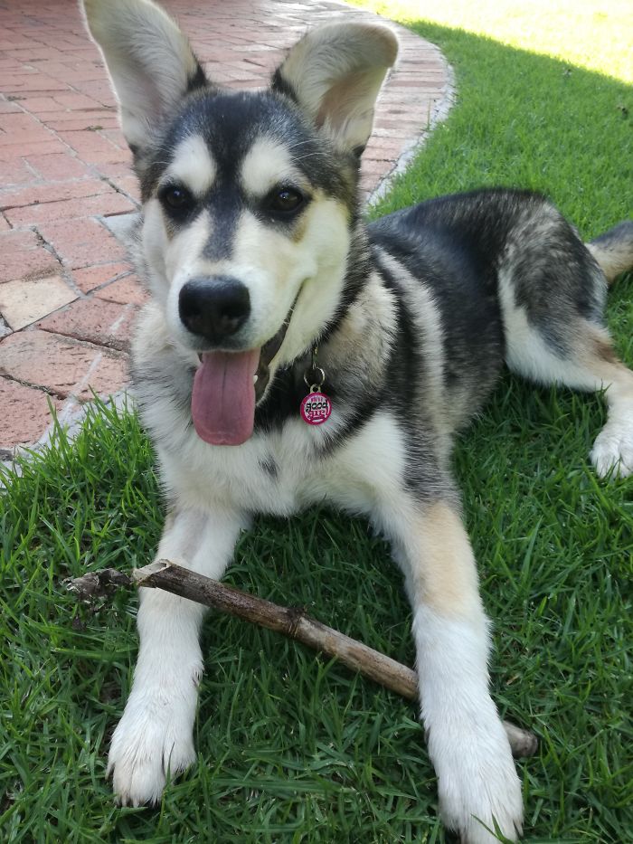 Hey Pandas, Show Us The Cutest Picture Of Your Pet (Closed) Hey Pandas, Show Us The Cutest Picture Of Your Pet (Closed)