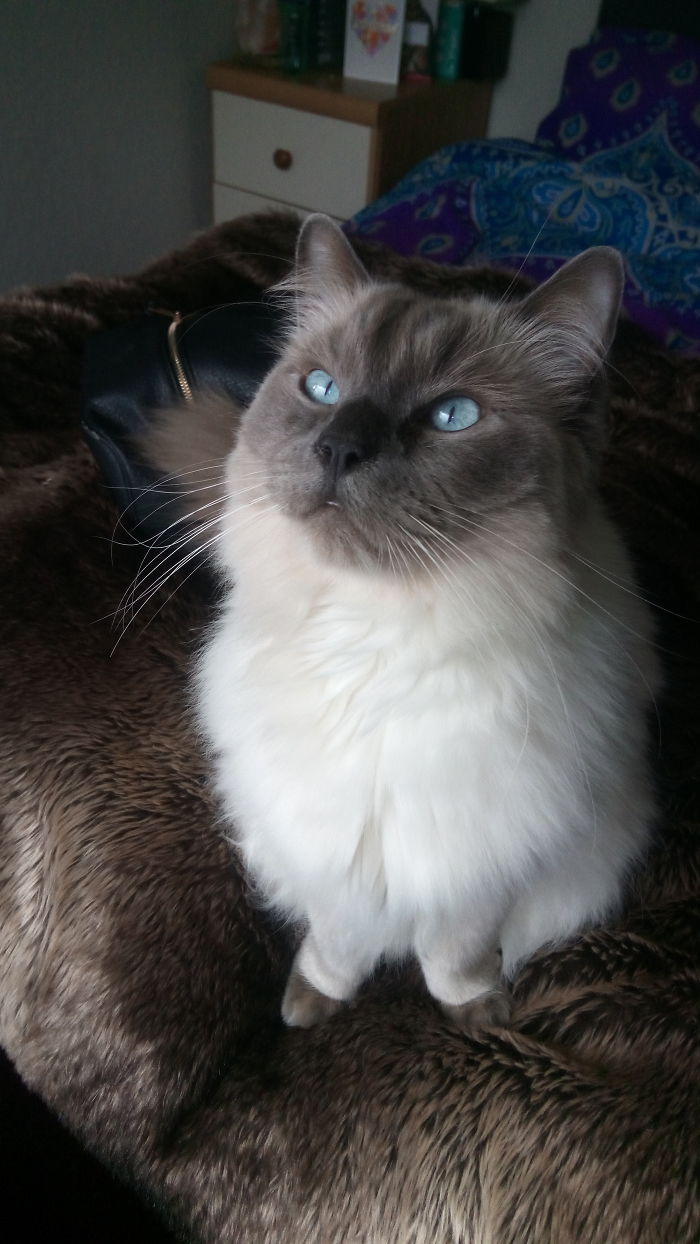 Hey Pandas, Show Us The Cutest Picture Of Your Pet (Closed) Hey Pandas, Show Us The Cutest Picture Of Your Pet (Closed)