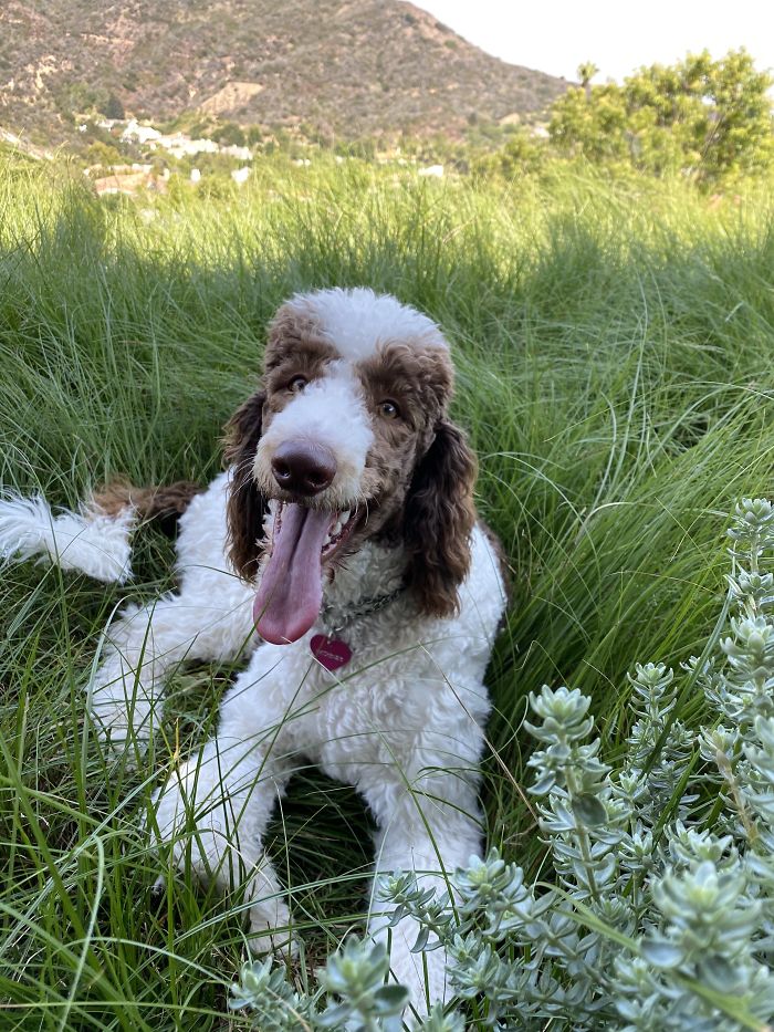 Hey Pandas, Show Us The Cutest Picture Of Your Pet (Closed) Hey Pandas, Show Us The Cutest Picture Of Your Pet (Closed)