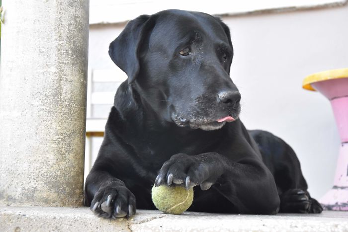 Hey Pandas, Show Us The Cutest Picture Of Your Pet (Closed) Hey Pandas, Show Us The Cutest Picture Of Your Pet (Closed)