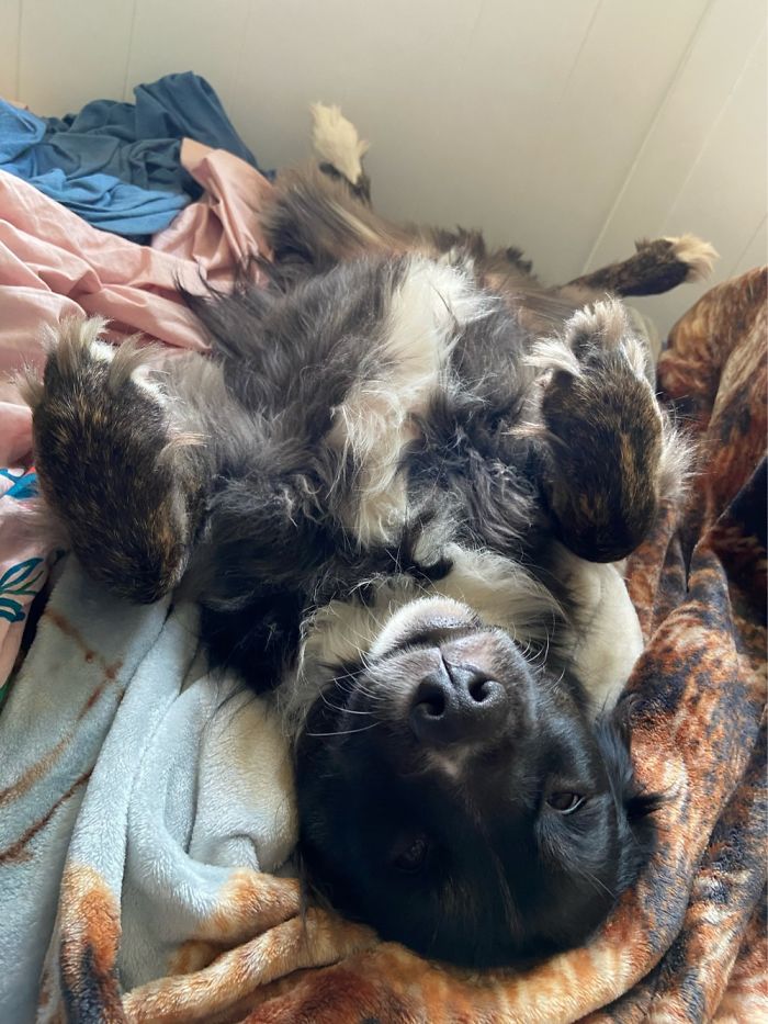 Hey Pandas, Show Us The Cutest Picture Of Your Pet (Closed) Hey Pandas, Show Us The Cutest Picture Of Your Pet (Closed)