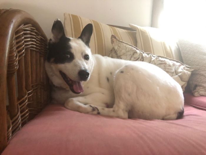 Hey Pandas, Show Us The Cutest Picture Of Your Pet (Closed) Hey Pandas, Show Us The Cutest Picture Of Your Pet (Closed)