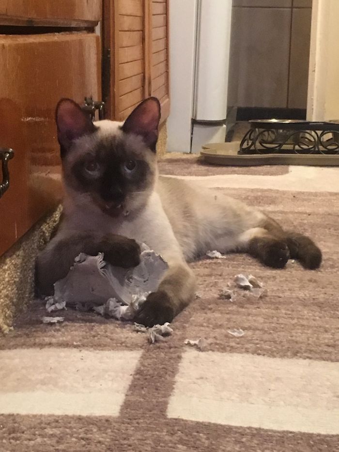 Hey Pandas, Show Us The Cutest Picture Of Your Pet (Closed) Hey Pandas, Show Us The Cutest Picture Of Your Pet (Closed)