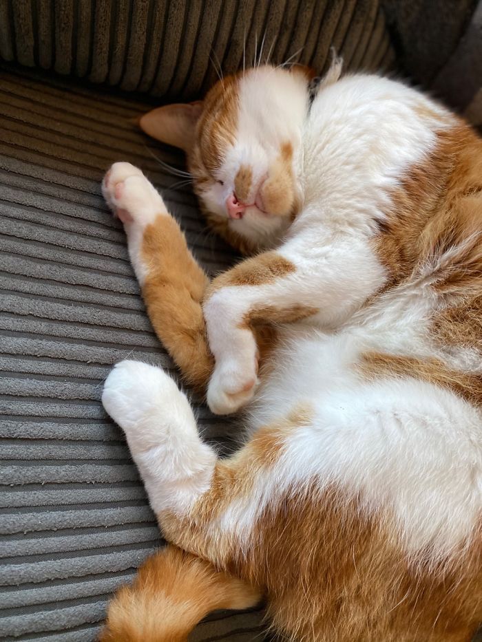 Hey Pandas, Show Us The Cutest Picture Of Your Pet (Closed) Hey Pandas, Show Us The Cutest Picture Of Your Pet (Closed)