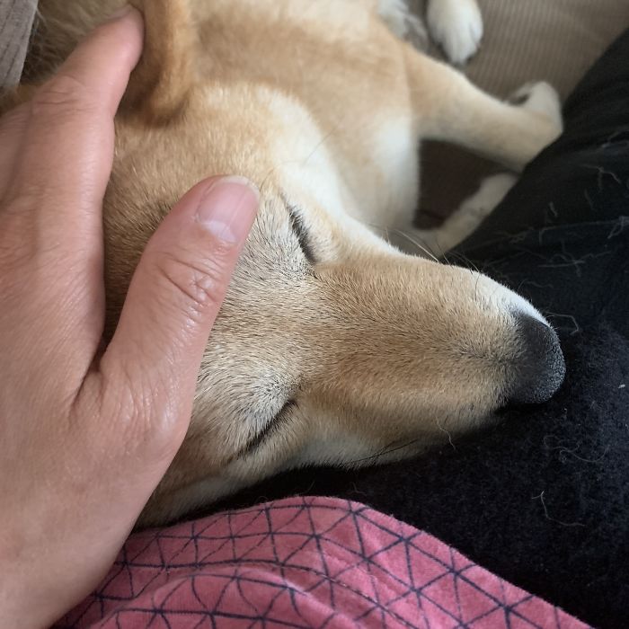 Hey Pandas, Show Us The Cutest Picture Of Your Pet (Closed) Hey Pandas, Show Us The Cutest Picture Of Your Pet (Closed)