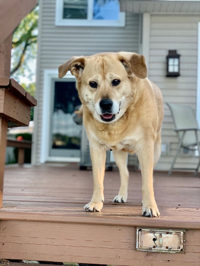 Hey Pandas, Show Us The Cutest Picture Of Your Pet (Closed) Hey Pandas, Show Us The Cutest Picture Of Your Pet (Closed)