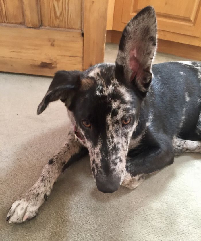 Hey Pandas, Show Us The Cutest Picture Of Your Pet (Closed) Hey Pandas, Show Us The Cutest Picture Of Your Pet (Closed)