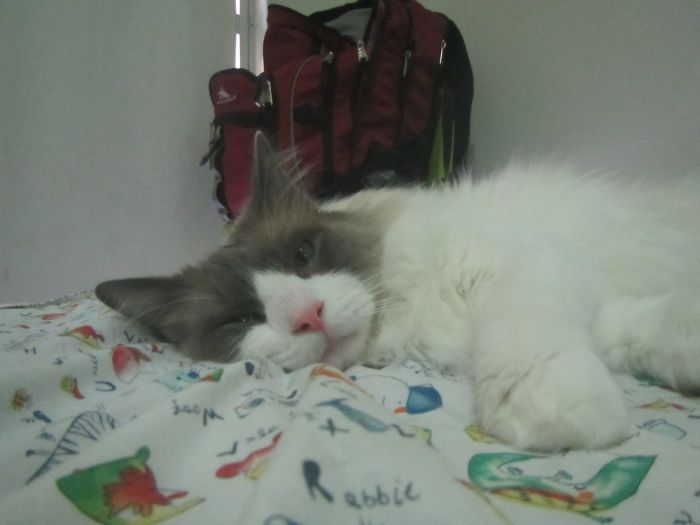 Hey Pandas, Show Us The Cutest Picture Of Your Pet (Closed) Hey Pandas, Show Us The Cutest Picture Of Your Pet (Closed)