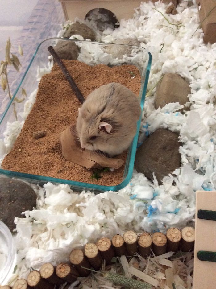 Hey Pandas, Show Us The Cutest Picture Of Your Pet (Closed) Hey Pandas, Show Us The Cutest Picture Of Your Pet (Closed)