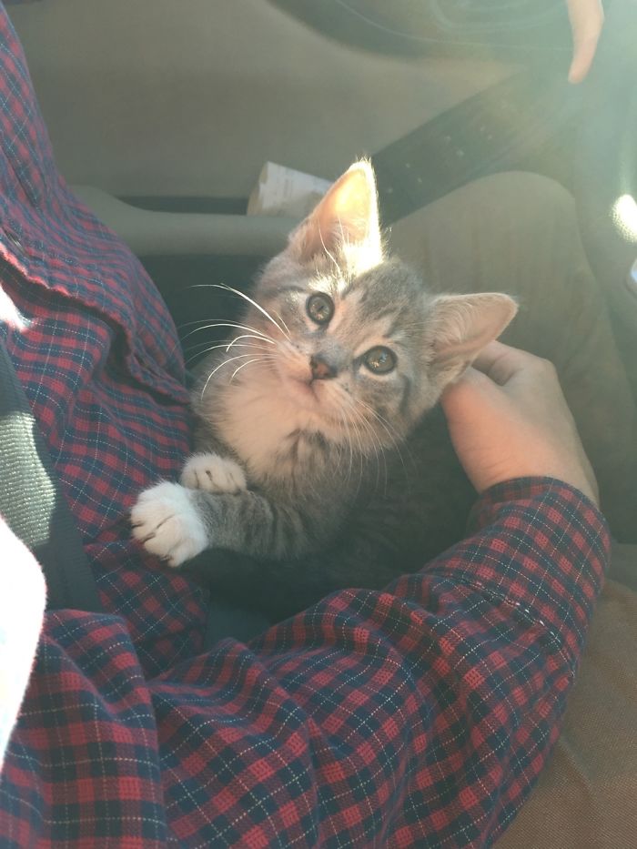 Hey Pandas, Show Us The Cutest Picture Of Your Pet (Closed) Hey Pandas, Show Us The Cutest Picture Of Your Pet (Closed)