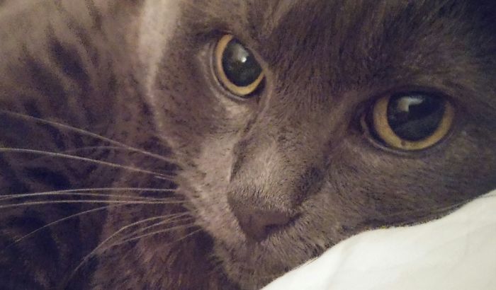 Hey Pandas, Show Us The Cutest Picture Of Your Pet (Closed) Hey Pandas, Show Us The Cutest Picture Of Your Pet (Closed)