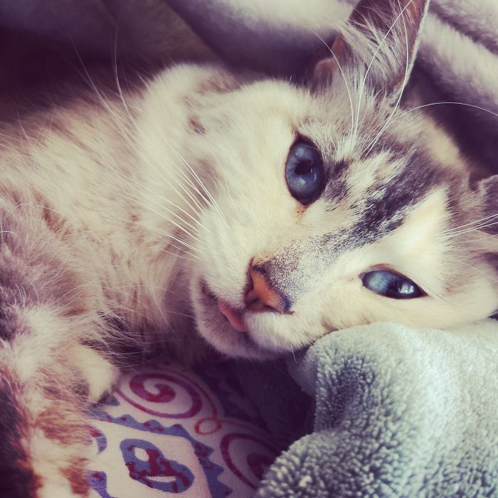 Hey Pandas, Show Us The Cutest Picture Of Your Pet (Closed) Hey Pandas, Show Us The Cutest Picture Of Your Pet (Closed)