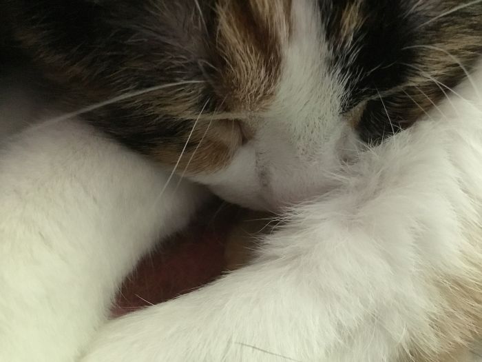 Hey Pandas, Show Us The Cutest Picture Of Your Pet (Closed) Hey Pandas, Show Us The Cutest Picture Of Your Pet (Closed)