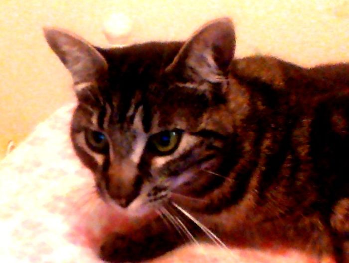 Hey Pandas, Show Us The Cutest Picture Of Your Pet (Closed) Hey Pandas, Show Us The Cutest Picture Of Your Pet (Closed)