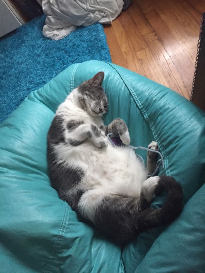 Hey Pandas, Show Us The Cutest Picture Of Your Pet (Closed) Hey Pandas, Show Us The Cutest Picture Of Your Pet (Closed)