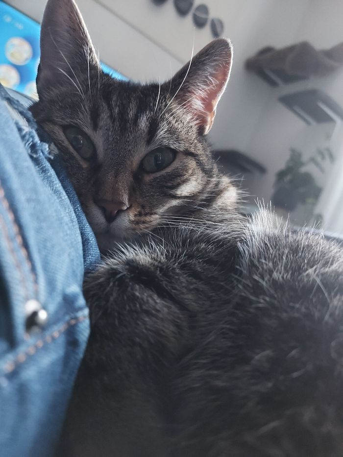 Hey Pandas, Show Us The Cutest Picture Of Your Pet (Closed) Hey Pandas, Show Us The Cutest Picture Of Your Pet (Closed)