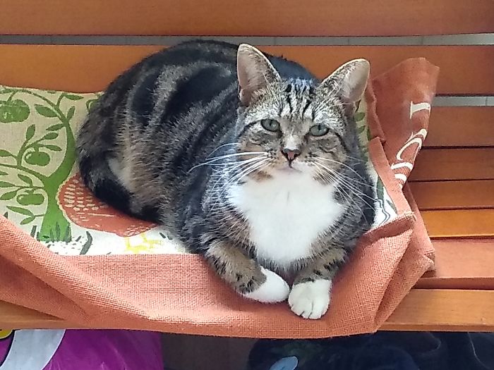 Hey Pandas, Show Us The Cutest Picture Of Your Pet (Closed) Hey Pandas, Show Us The Cutest Picture Of Your Pet (Closed)