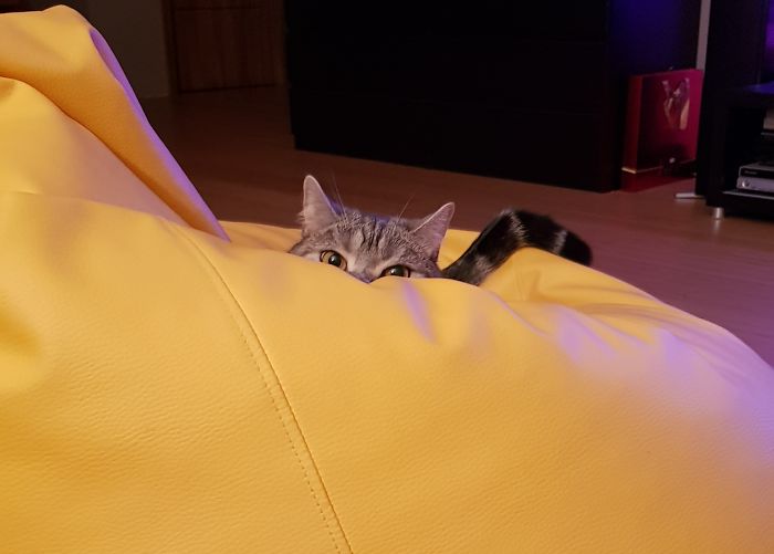 Hey Pandas, Show Us The Cutest Picture Of Your Pet (Closed) Hey Pandas, Show Us The Cutest Picture Of Your Pet (Closed)