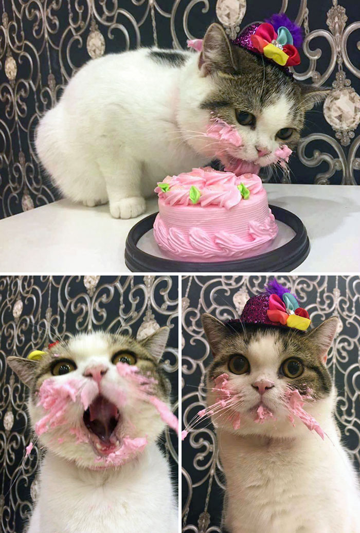 37 Times Cats Made A Mess When Eating And Owners Just Had To Share Pics