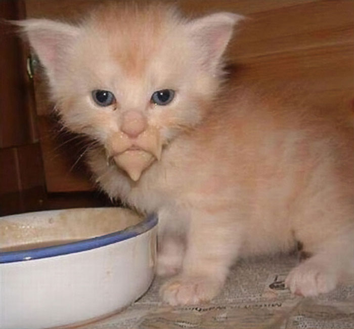 37 Times Cats Made A Mess When Eating And Owners Just Had To Share Pics