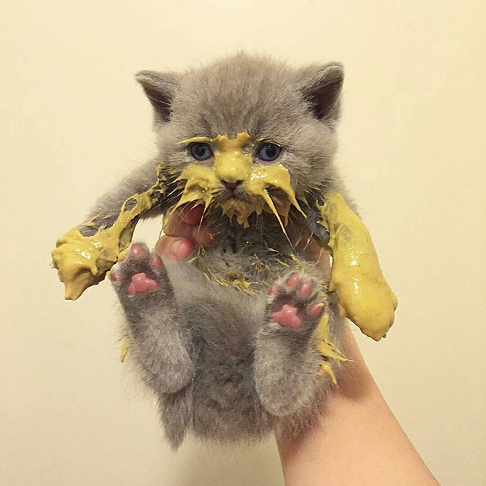 37 Times Cats Made A Mess When Eating And Owners Just Had To Share Pics