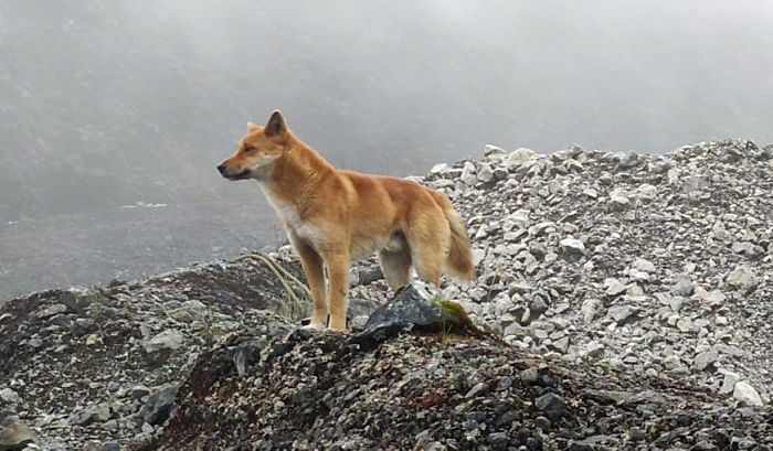 For The First Time In 50 Years, Ancient Breed Of Singing Dog Gets Spotted In The Wild For The First Time In 50 Years, Ancient Breed Of Singing Dog Gets Spotted In The Wild