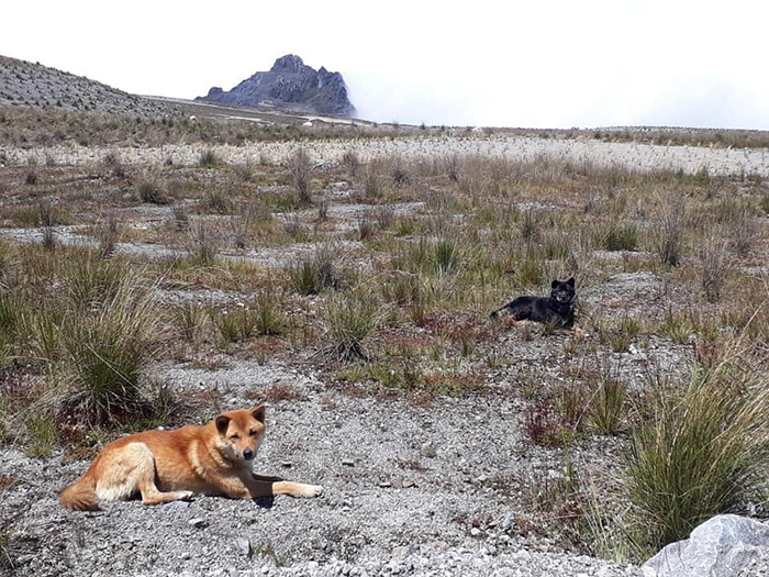 For The First Time In 50 Years, Ancient Breed Of Singing Dog Gets Spotted In The Wild For The First Time In 50 Years, Ancient Breed Of Singing Dog Gets Spotted In The Wild