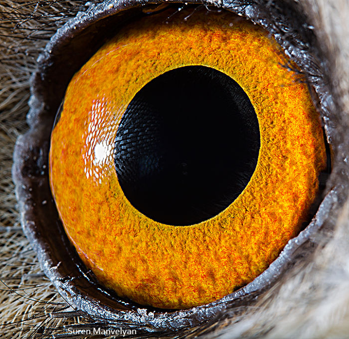 Armenian Photographer Captures Just How Unique Animal Eyes Are (30 Pics)