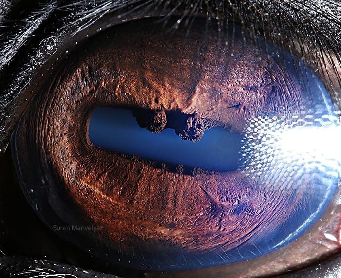 Armenian Photographer Captures Just How Unique Animal Eyes Are (30 Pics)