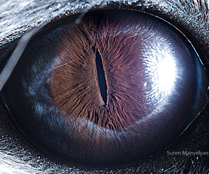 Armenian Photographer Captures Just How Unique Animal Eyes Are (30 Pics)