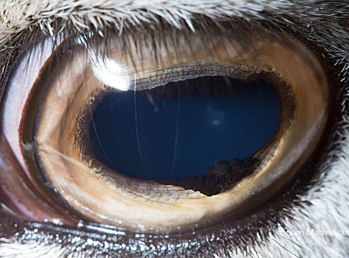 Armenian Photographer Captures Just How Unique Animal Eyes Are (30 Pics)