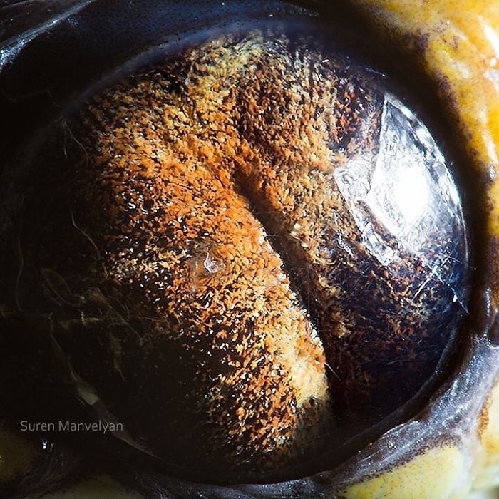 Armenian Photographer Captures Just How Unique Animal Eyes Are (30 Pics)