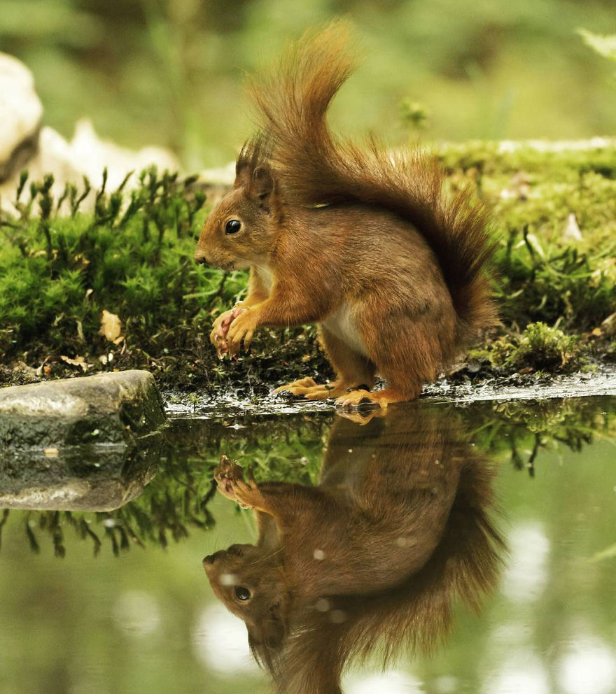 I Captured Squirrels Looking In The Water As If They Were Looking In The Mirror (14 Pics) I Captured Squirrels Looking In The Water As If They Were Looking In The Mirror (14 Pics)