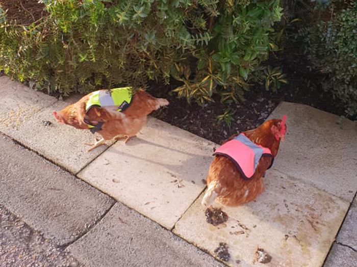 Man Grows Tired Of His Chickens Always Escaping The Coop So He Buys Them High-Visibility Vests Man Grows Tired Of His Chickens Always Escaping The Coop So He Buys Them High-Visibility Vests