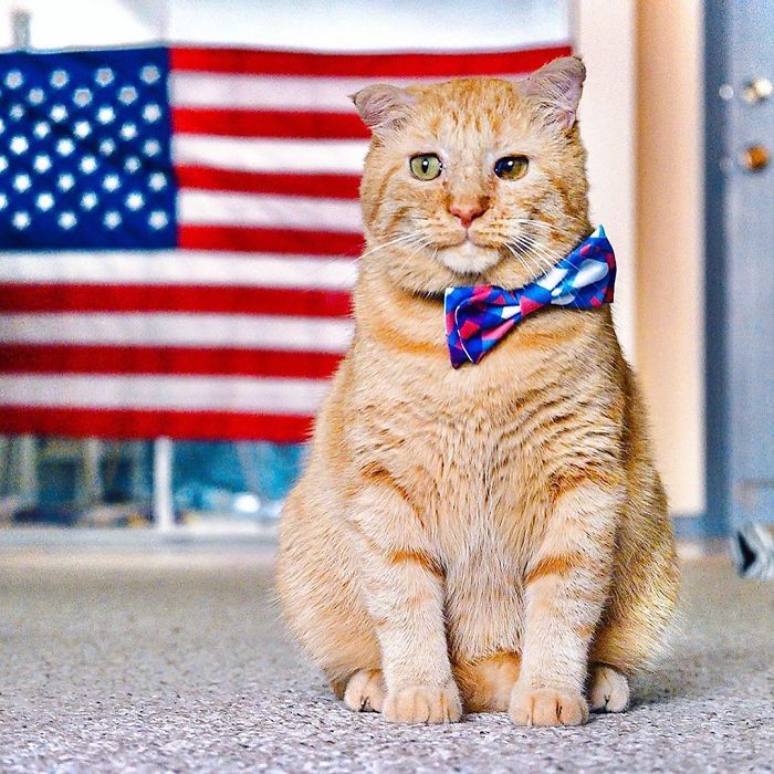 After Convincing Landlord, Woman Brings The Saddest Stray Cat Home, A Year Later, He’s Unrecognizable