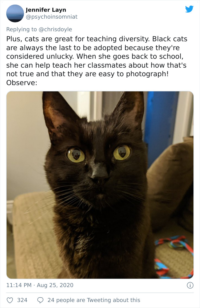 Canadian Girl Makes A PowerPoint To Convince Her Parents To Get A Cat, And It Goes Viral Canadian Girl Makes A PowerPoint To Convince Her Parents To Get A Cat, And It Goes Viral