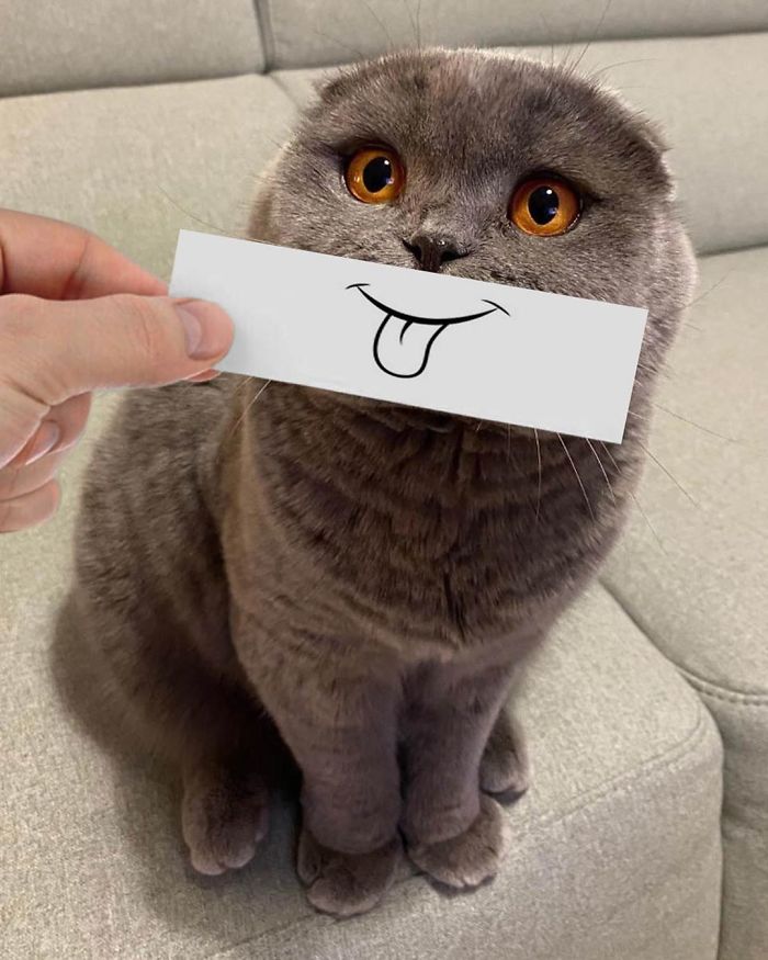 Guy Puts 20 Face Cutouts Over His Cats To Give Them Random Emotions Guy Puts 20 Face Cutouts Over His Cats To Give Them Random Emotions