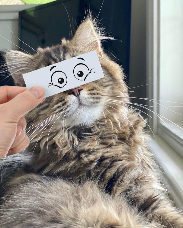 Guy Puts 20 Face Cutouts Over His Cats To Give Them Random Emotions Guy Puts 20 Face Cutouts Over His Cats To Give Them Random Emotions