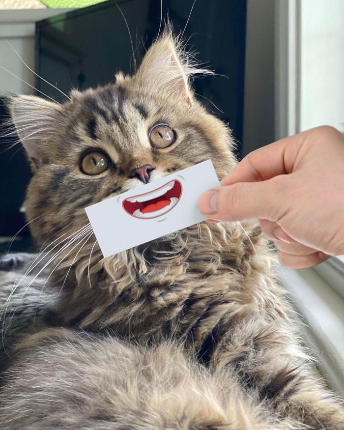 Guy Puts 20 Face Cutouts Over His Cats To Give Them Random Emotions Guy Puts 20 Face Cutouts Over His Cats To Give Them Random Emotions